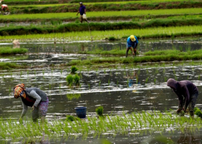 Produktivitas Padi Bengkulu Meningkat, Kota Bengkulu Masuk Zona Hijau Target Tanam Nasional