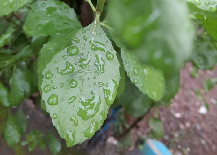 Sering Digunakan Sebagai Obat Tradisional, Inilah Manfaat Daun Beluntas untuk Kesehatan 