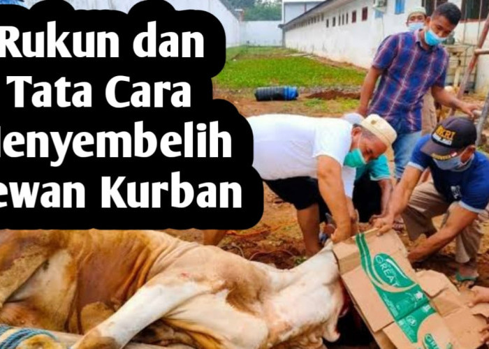 Jangan Asal Sembelih Hewan Kurban, Berikut Caranya Sesuai dengan Syariat Islam