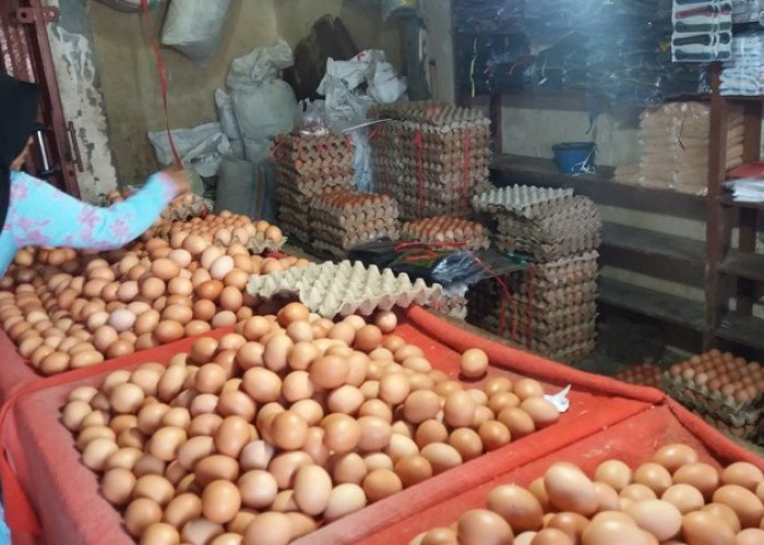 Biaya Pakan Naik, Harga Telur Ayam di Kota Bengkulu Ikut Naik