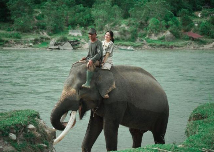 Taman Konservasi Gajah Sumatera Langka di Seblat, Bengkulu Utara, Pilihan Wisata Edukasi