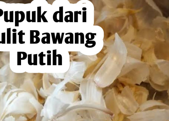 Cara Mengolah Kulit Bawang Putih jadi Pupuk Tanaman