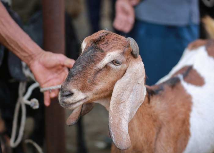 Ini Dia Syarat Kambing Aqiqah yang Sesuai Syariat Islam