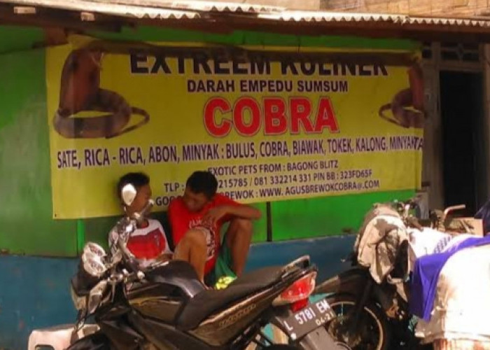 Mencoba Kuliner Ekstrem Sate Ular Cobra di Jawa Timur 