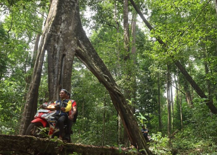 Skill Terampil Driver Ojek Wisata Geopark Meratus