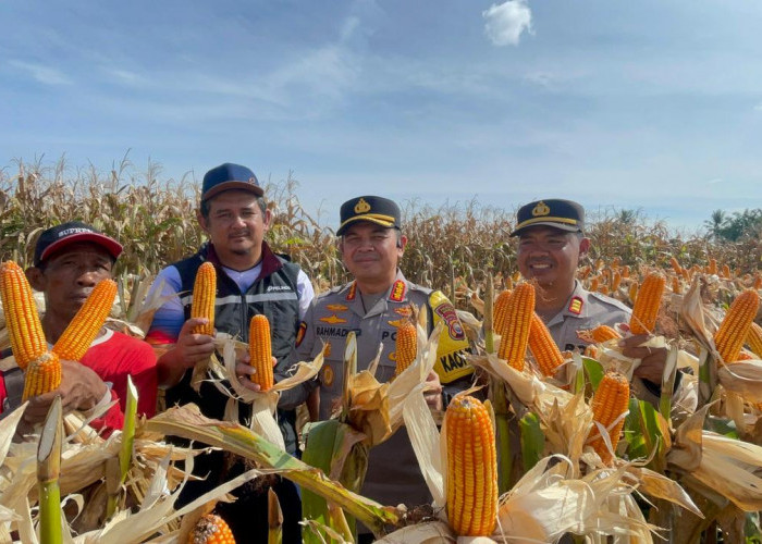 Panen Raya Jagung Kuartal I 2026, Polresta Bengkulu Hasilkan 5 Ton Jagung di Kampung Melayu