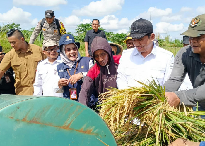 Kabar Baik Petani Arma Jaya: Harga Gabah Stabil Sesuai HPP, Saluran Irigasi Siap Diperbaiki Tahun Ini