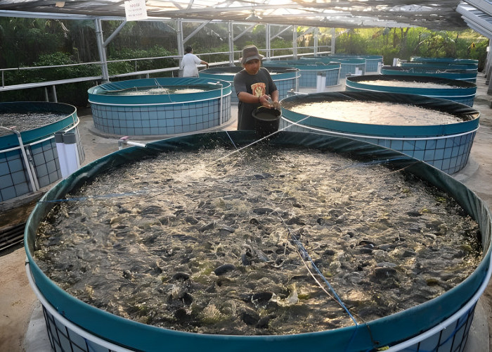 DKP Provinsi Bengkulu Maksimalkan Budidaya Ikan Bioflok