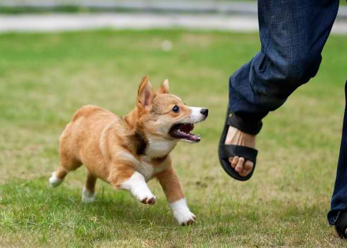 5 Langkah Pertolongam Pertama Atasi Luka Gigitan Anjing