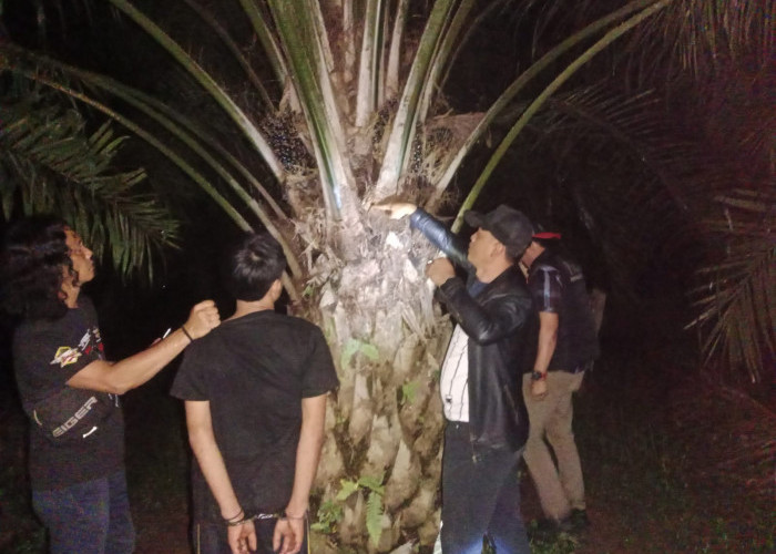 Gerak Cepat Polsek Kedurang Ilir, 3 Pencuri Sawit di Pagar Banyu Diringkus Bersama Mobil Carry