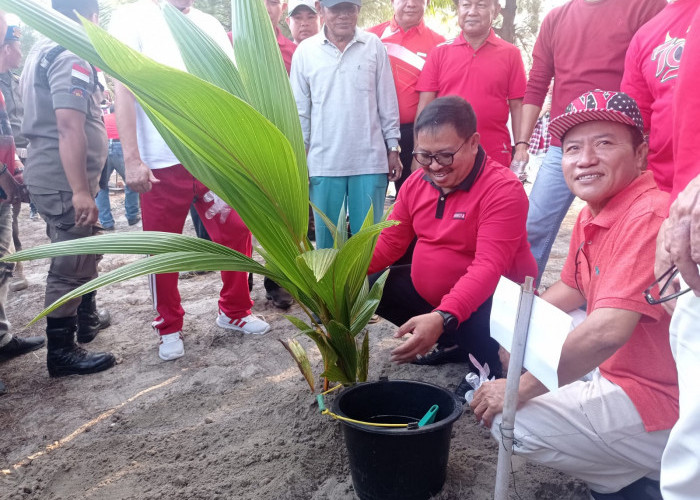 Dikomandoi Dinas Pariwisata, Pemkot Bengkulu Tanam Ribuan Pohon Kelapa di Pantai