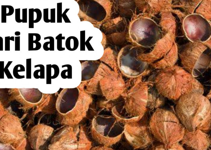 Jangan Dibuang, Batok Kelapa Bisa Diolah Jadi Pupuk Tanaman