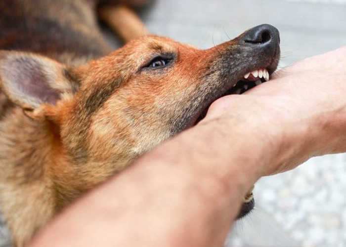 Gejala Rabies pada Manusia yang Perlu Diwaspadai