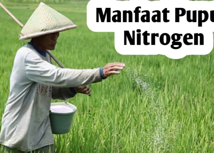 Segudang Manfaat Pupuk Nitrogen, Simak Penjelasan Berikut Ini