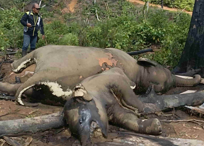 Kematian Gajah di Hutan Produksi Bentang Seblat: Alarm Nyata Gagalnya Penegakan Hukum Sawit Ilegal