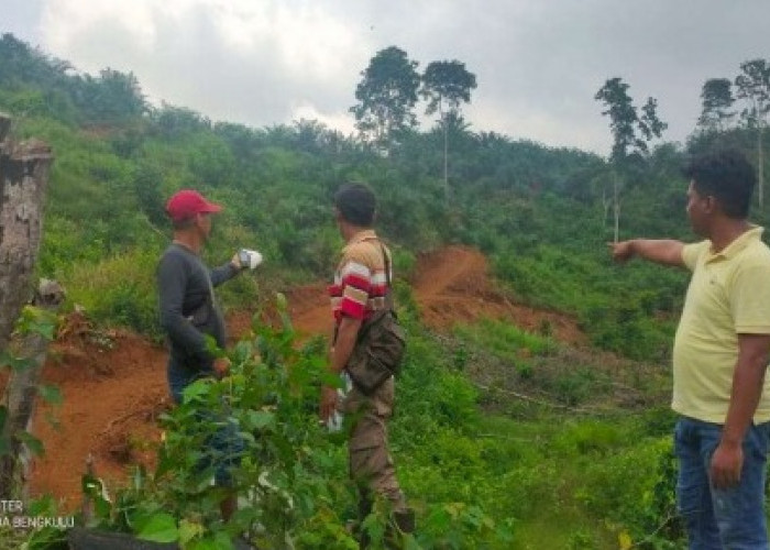 Perambah Hutan Diringkus Polda Bengkulu  Alat Berat Buldozer Ikut Disita
