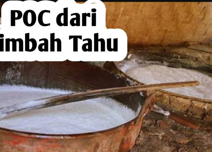 Cara Membuat Pupuk Cair dari Limbah Tahu