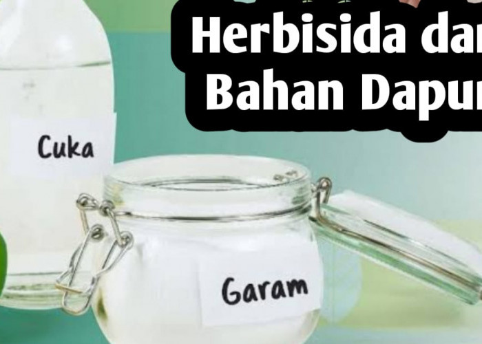 Membuat Herbisida dari Bahan-bahan yang Ada di Dapur