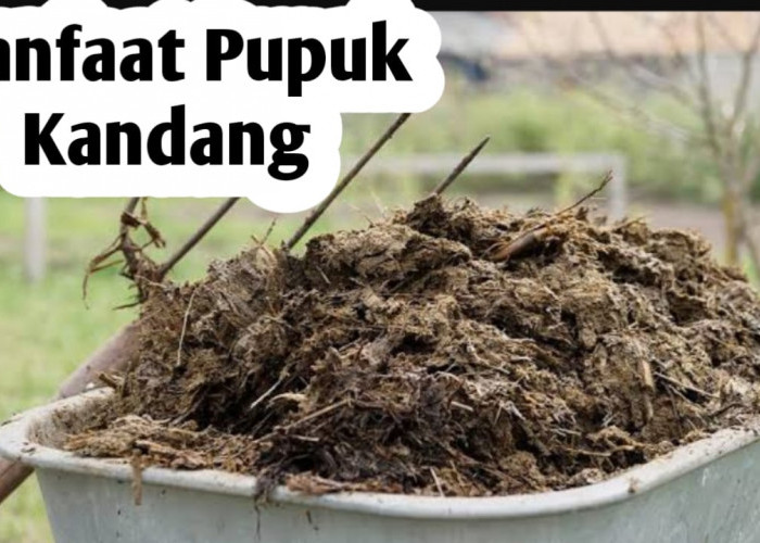 Manfaat Penggunaan Pupuk Kandang, Baik untuk Tanaman dan Tanah