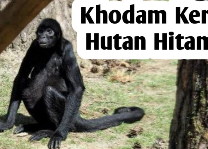 Kekuatan Khodam Kera Hutan Hitam