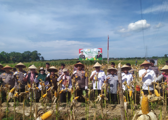 Polda Bengkulu Hasilkan 30 Ton Jagung, Dukung Program Swasembada Pangan Nasional