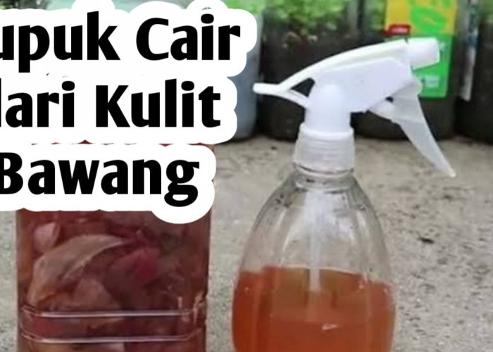 5 Manfaat Menggunakan Pupuk Cair dari Kulit Bawang