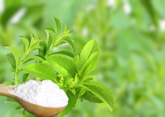 Daun Stevia: Pemanis Alami Pengganti Gula untuk Penderita Diabetes