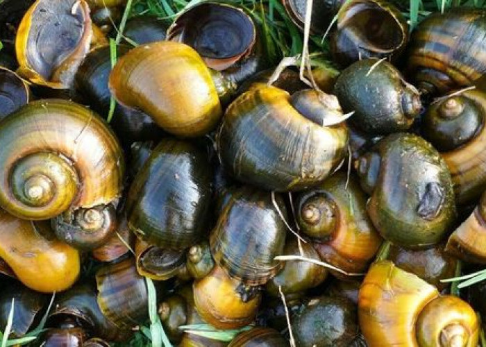 Sering Diolah Sebagai Sajian Lezat, Inilah 8 Manfaat Keong Sawah untuk Kesehatan 