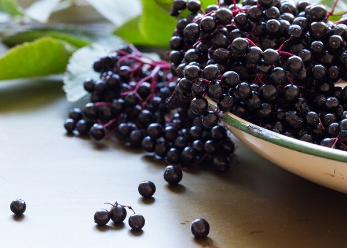 Meski Berukuran Kecil, Elderberry Khasiat Sangat Melimpah