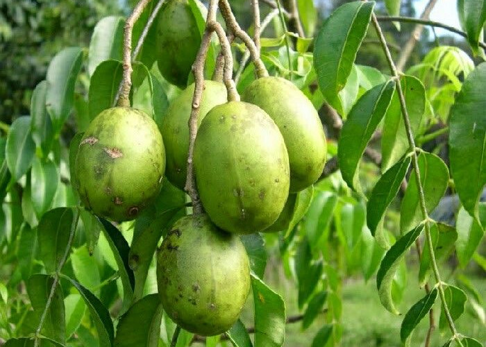 Kenali Manfaat dan Cara Mengolah Daun Kedondong Untuk Atasi Berbagai Gangguan Kesehatan 