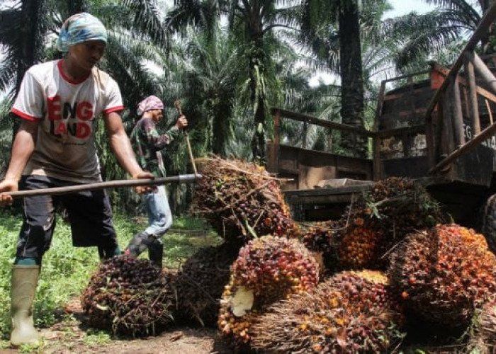 Update Harga TBS Sawit di 11 Pabrik Kabupaten Mukomuko per Agustus 2026, Tertinggi Rp2.960 per Kg