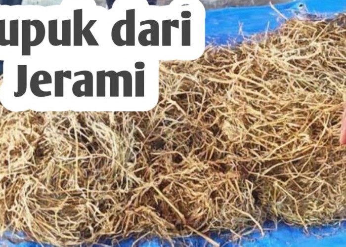 Manfaat Jerami Padi, Bisa Dijadikan Pupuk Bokashi