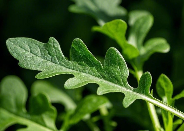 7 Manfaat Arugula yang Bantu Menjaga Kesehatan Tubuh 