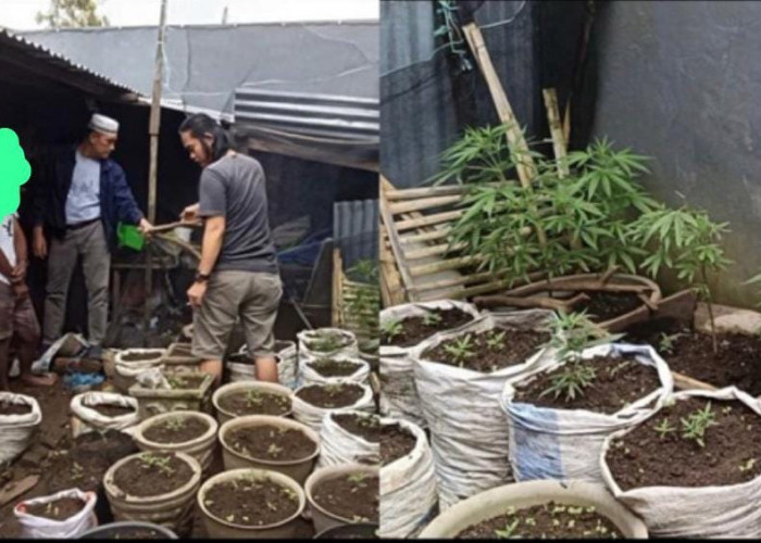 Polisi Bongkar Kebun Ganja Rumahan di Curup Utara, Ratusan Batang Diamankan