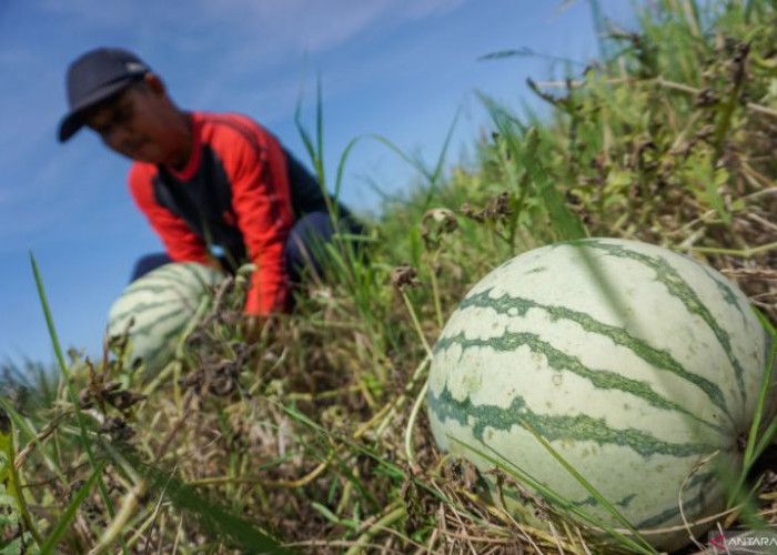 Menuju Kebangkitan Petani Indonesia