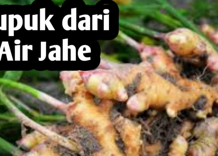 Manfaat Pupuk dari Air Jahe, Mampu Merangsang Pertumbuhan Akar