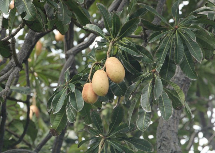 Mirip dengan Buah Mangga, Kenali 10 Manfaat Buah Kemang Untuk Kesehatan 