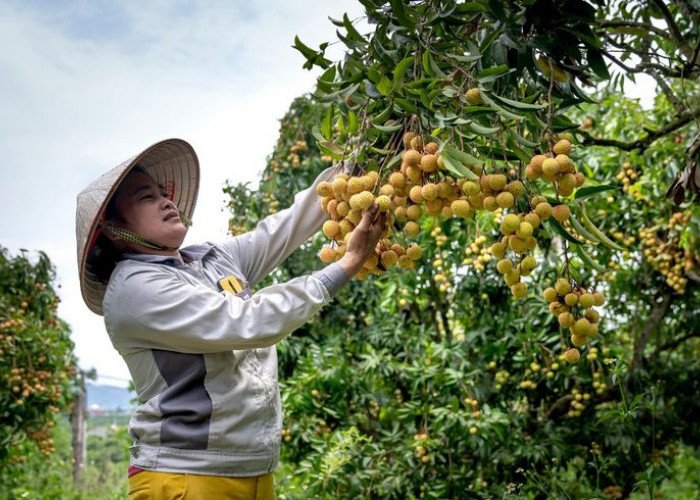 Mengenal Manfaat Biwa, Buah Daerah Tropis yang Bagus Untuk Kesehatan 