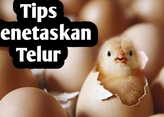 Tips Menetaskan Telur Ayam Secara Cepat
