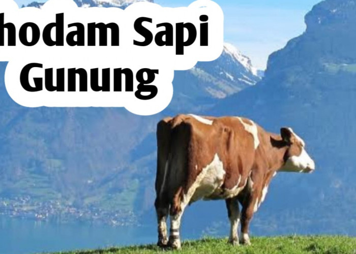 Miliki Kekuatan Khodam Sapi Gunung, Punya Aura Gaib Melimpah