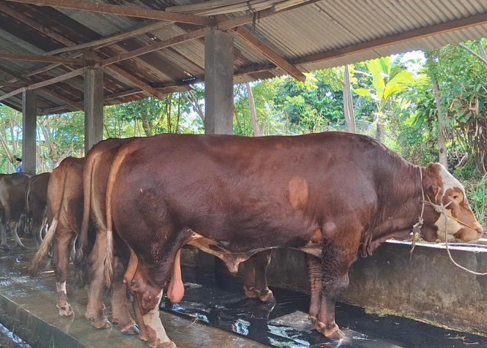 Presiden Salurkan Sapi Kurban 804 Kilogram untuk Warga Kota Bengkulu