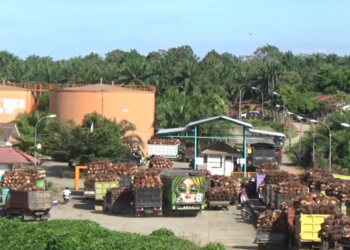 Rumus Institute Beberkan Siasat Pabrik Sawit di Mukomuko Dapat 900 Kg Buah Gratis Per Truk