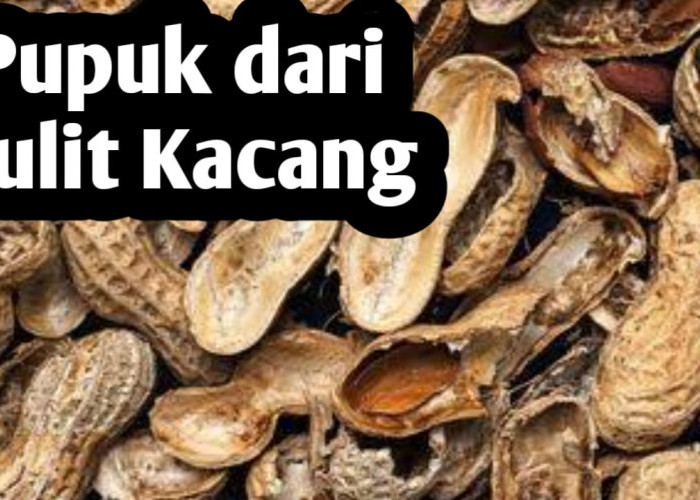 Jangan Dibuang, Kulit Kacang Bisa Dijadikan Pupuk Tanaman