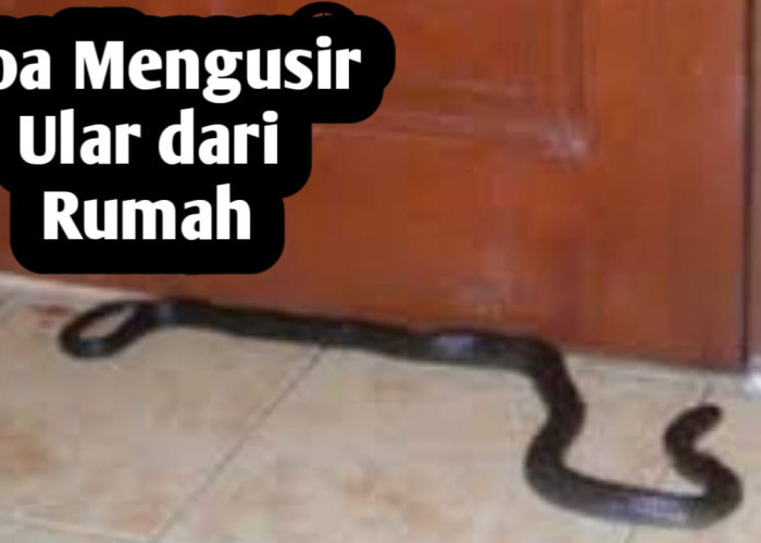 Ingin Mengusir Ular yang Masuk ke Rumah, Amalkan Doa-doa Berikut Ini