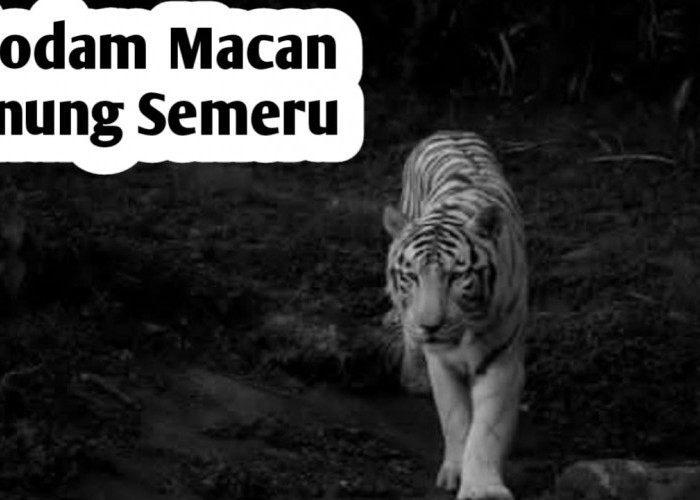 Weton Pilihan yang Dilindungi oleh Khodam Macan Gunung Semeru