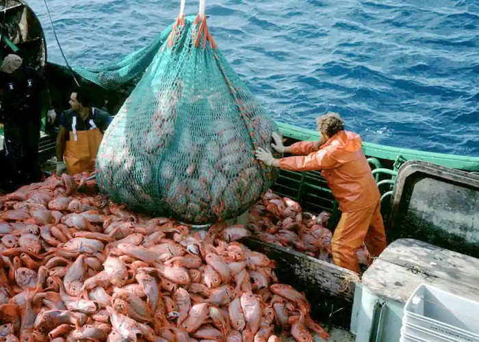 Ini Besaran Gaji Kerja di Kapal Ikan Australia, Jangan Lupa Lengkapi Syaratnya