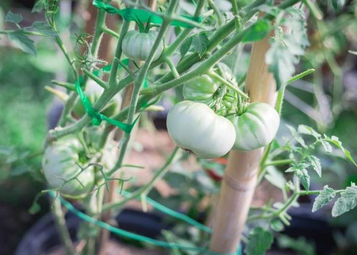 White Tomato: Rahasia Alami untuk Kulit Cerah dan Sehat