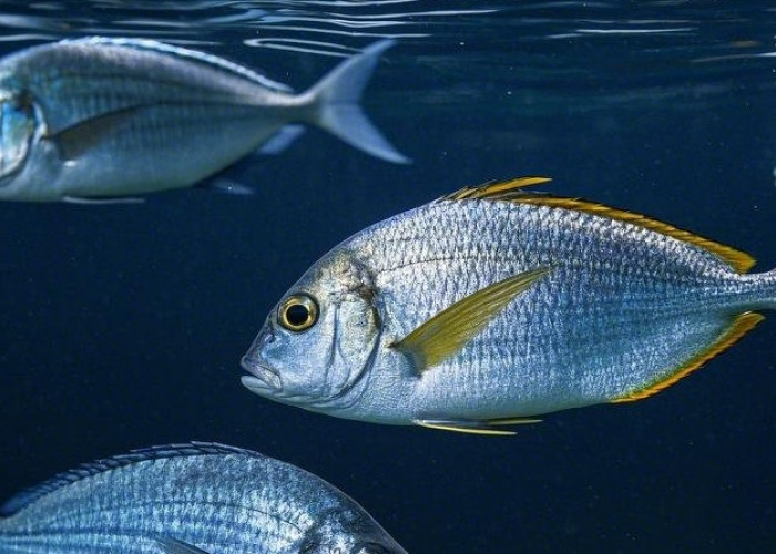 10 Jenis Ikan Dengan Kandungan Merkuri Tinggi yang Miliki Dampak Buruk Untuk Kesehatan 