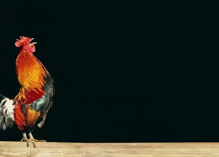 Ini Dia Arti Ayam Berkokok Tengah Malam Menurut Primbon Jawa