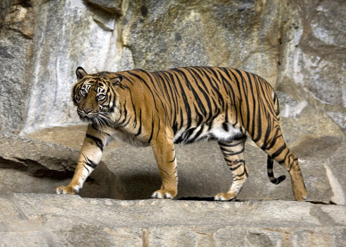 Inyiak Balang, Budaya Masyarakat Minang Menghormati Harimau